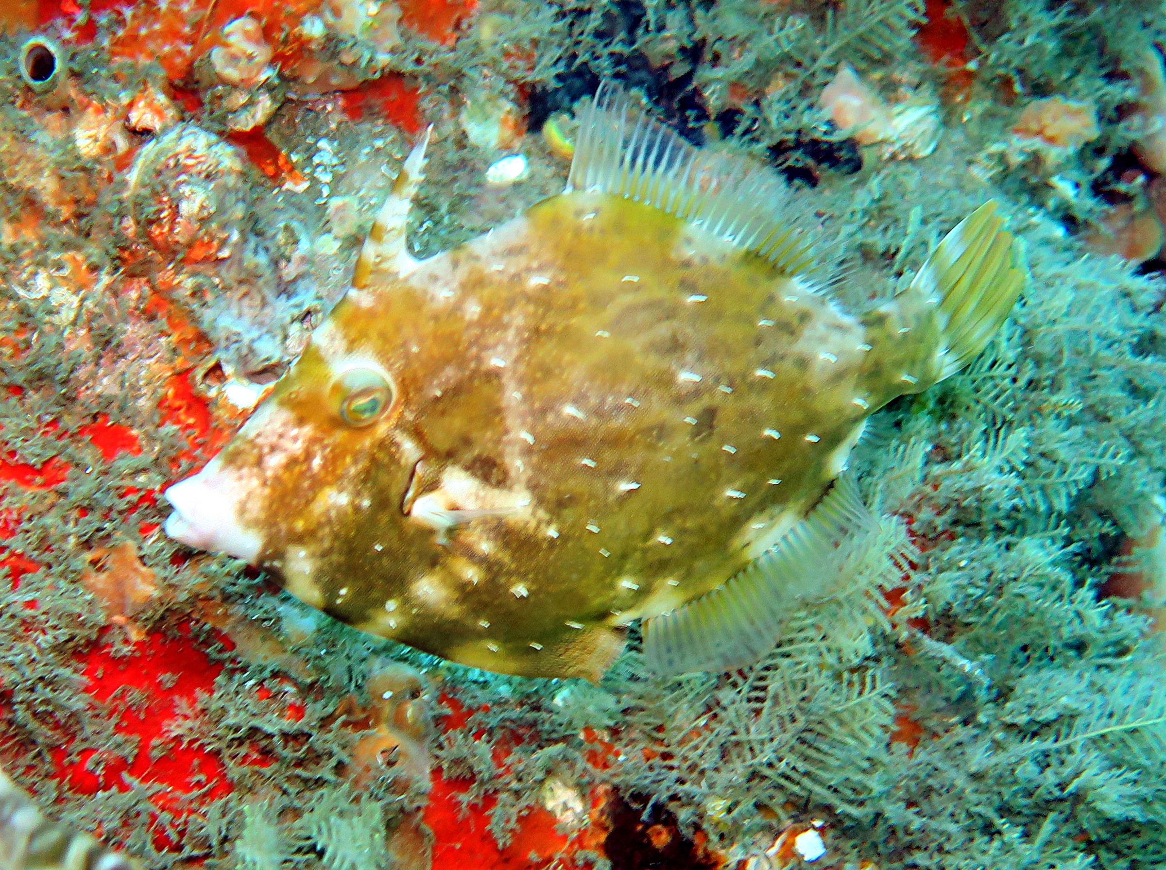 Planehead Filefish